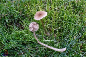 Entoloma_cetratum (5).jpg